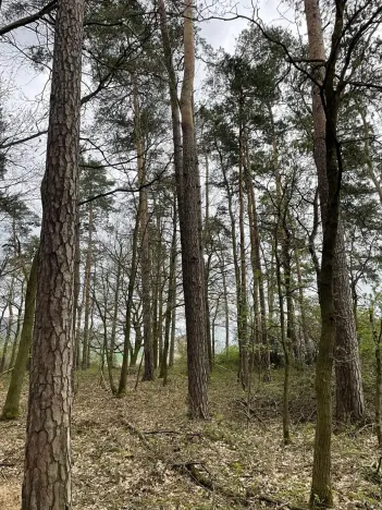 Prodej lesa, Hradiště, 3845 m2
