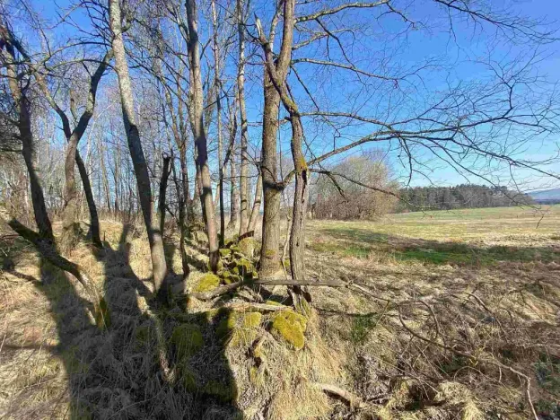 Prodej pozemku, Dolní Dvořiště - Všeměřice, 11107 m2