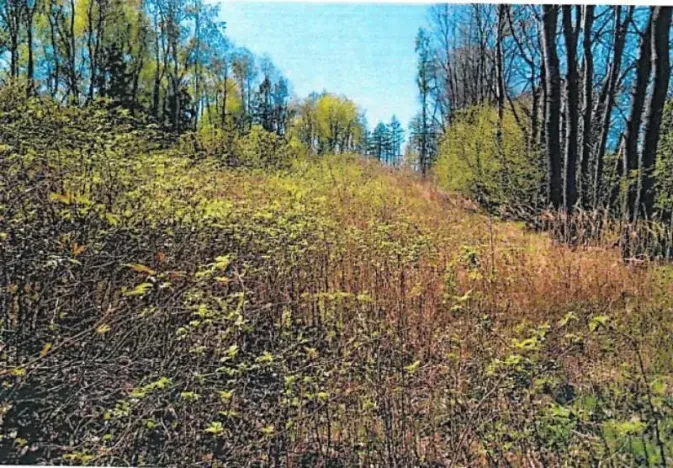 Prodej lesa, Skorkov, 2840 m2