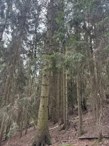 Prodej lesa, Všelibice, 12954 m2