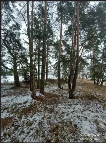 Prodej lesa, Buřenice, 2680 m2