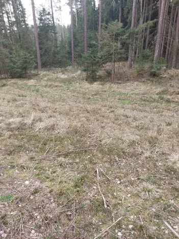 Prodej lesa, Častrov, 1295 m2