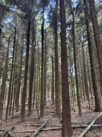 Prodej podílu lesa, Proseč pod Ještědem, 3598 m2