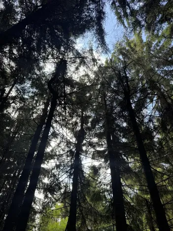 Prodej podílu lesa, Proseč pod Ještědem, 3598 m2