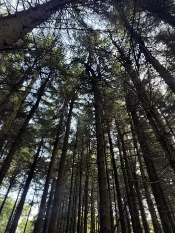 Prodej podílu lesa, Proseč pod Ještědem, 3598 m2