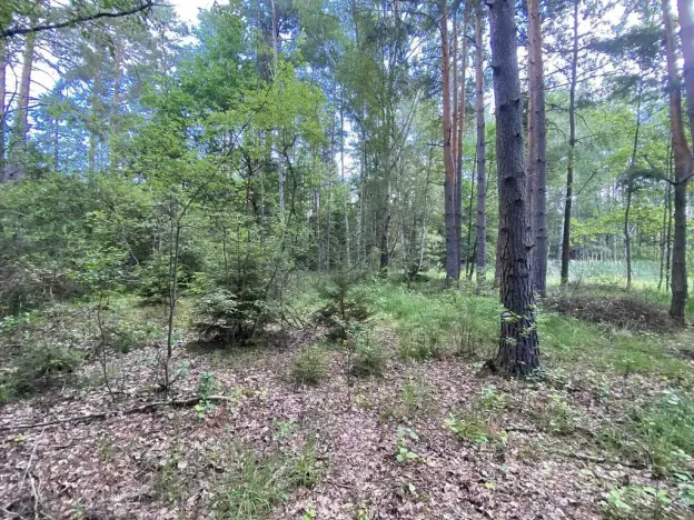 Prodej louky, Trhové Sviny - Otěvěk, 10951 m2