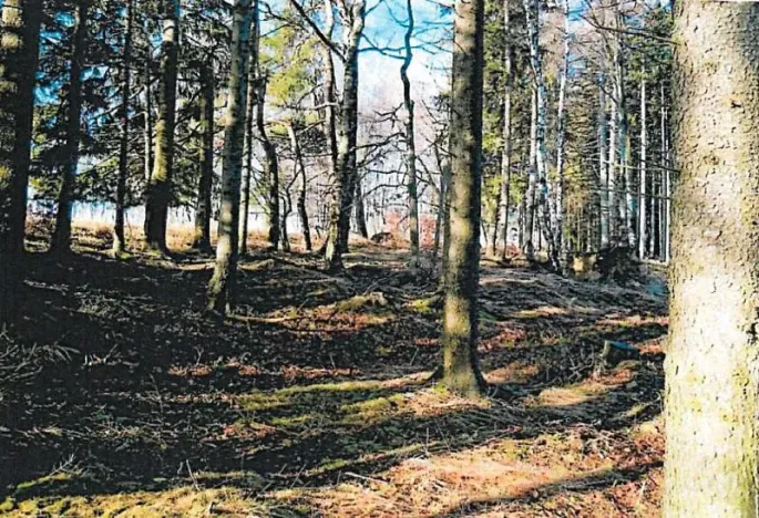 Prodej lesa, Ždírec nad Doubravou, 900 m2