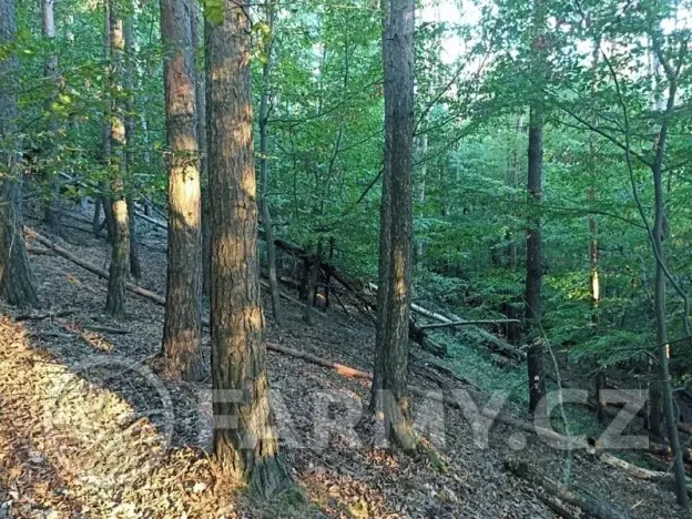 Prodej lesa, Mnichovice, 16432 m2