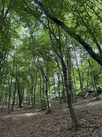 Prodej lesa, Branka u Opavy, 7118 m2