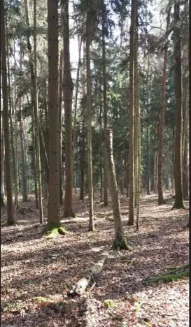 Prodej lesa, Hvozdec, 12572 m2
