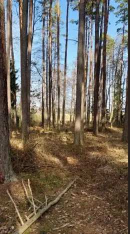 Prodej lesa, Hvozdec, 12572 m2