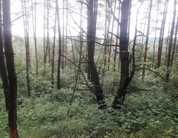Dražba lesa, Dolní Hbity, 14259 m2