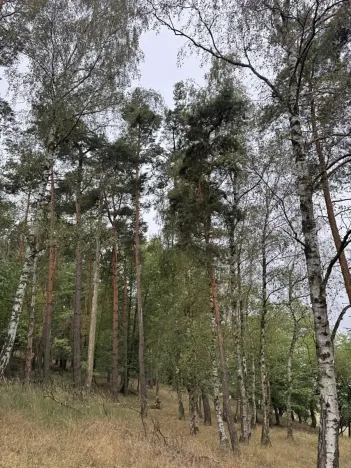 Prodej lesa, Kladruby nad Labem, 11916 m2