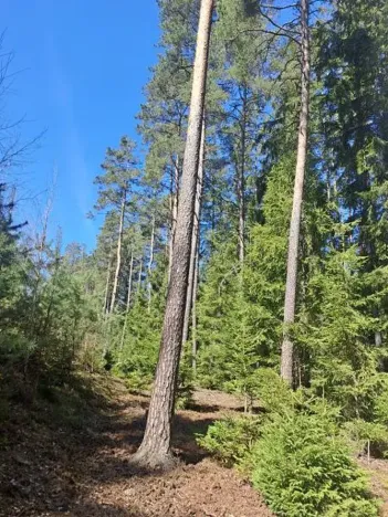 Prodej lesa, Strmilov, 2392 m2