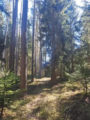 Prodej lesa, Strmilov, 2392 m2
