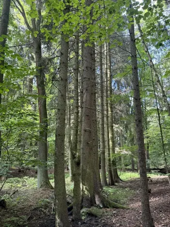 Prodej lesa, Zbýšov, 1719 m2