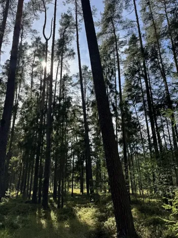 Prodej lesa, Novosedly nad Nežárkou, 67560 m2