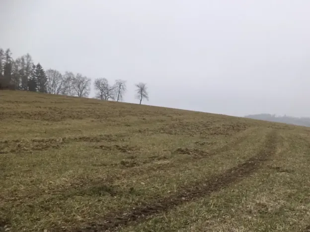 Dražba pole, Zvěstov, 9983 m2