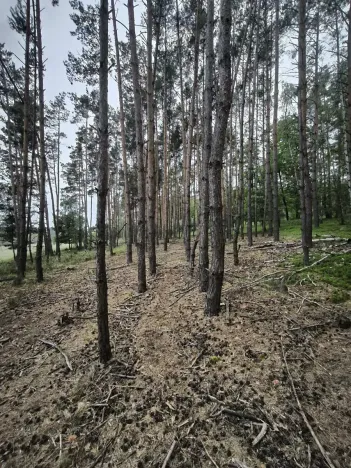 Prodej lesa, Čečelice, 21226 m2
