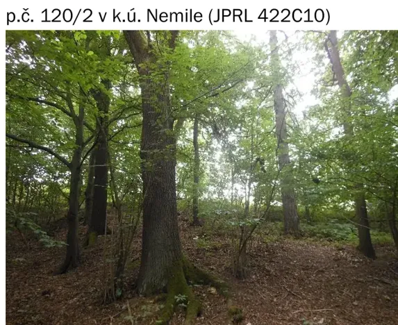 Prodej lesa, Nemile, 323 m2