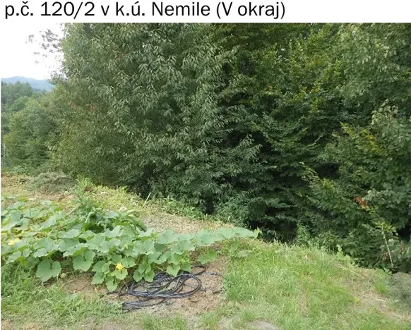 Prodej lesa, Nemile, 323 m2