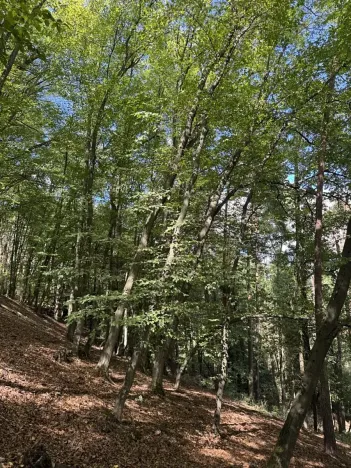 Prodej lesa, Vlkančice, 10739 m2