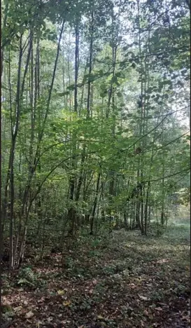 Prodej lesa, Horní Bludovice, 1625 m2