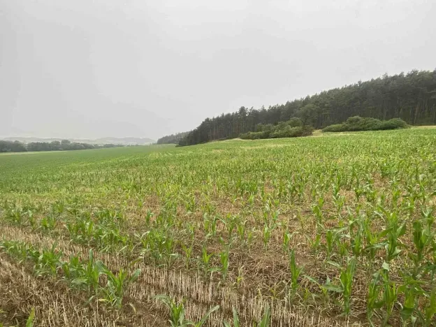 Prodej pole, Rabí - Bojanovice, 22978 m2