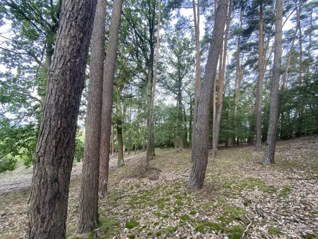 Prodej lesa, Ostřetín - Vysoká u Holic, 11957 m2