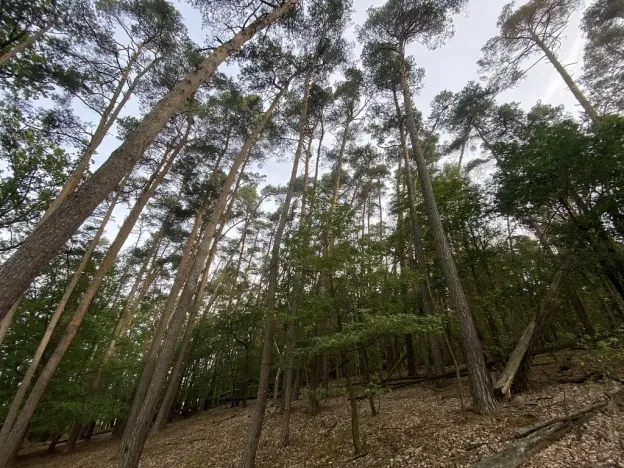 Prodej lesa, Ostřetín - Vysoká u Holic, 11957 m2
