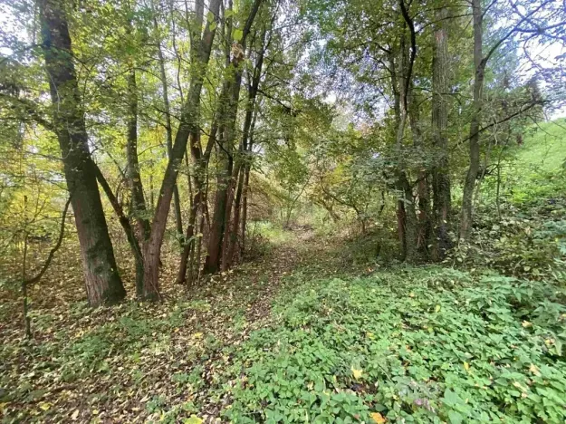 Dražba louky, Svijany, 1003 m2