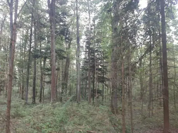 Prodej podílu lesa, Bohuslavice, 11442 m2