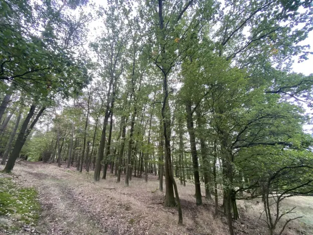 Prodej lesa, Ostřetín - Vysoká u Holic, 11957 m2