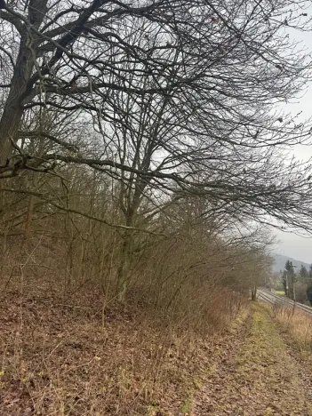 Prodej lesa, Ústí nad Labem, 9837 m2