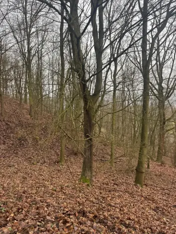 Prodej lesa, Ústí nad Labem, 9837 m2