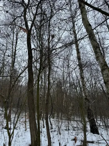 Prodej lesa, Kralupy nad Vltavou, 2714 m2