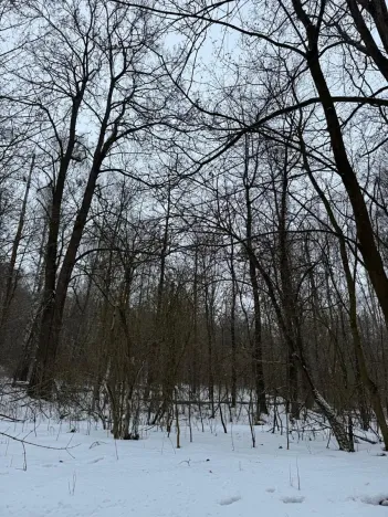 Prodej lesa, Kralupy nad Vltavou, 2714 m2