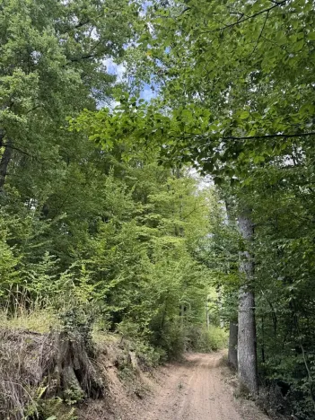 Prodej podílu lesa, Dolní Studénky, 11507 m2