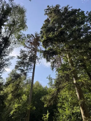 Prodej podílu lesa, Dolní Studénky, 11507 m2