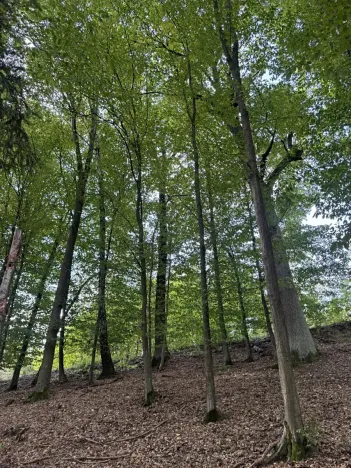 Prodej podílu lesa, Dolní Studénky, 11507 m2