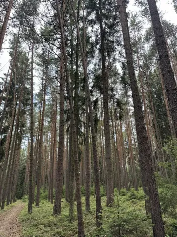 Prodej lesa, Velké Opatovice, 61114 m2
