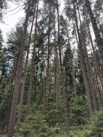 Prodej lesa, Velké Opatovice, 61114 m2