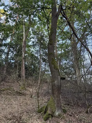 Prodej rybníku, Vráž, 3145 m2