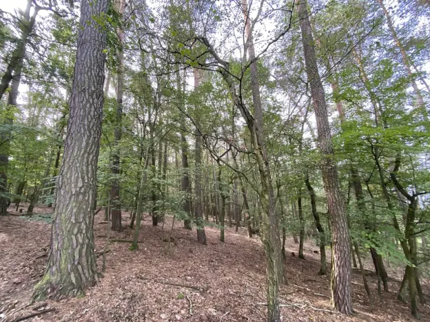 Prodej lesa, Ostřetín - Vysoká u Holic, 5528 m2