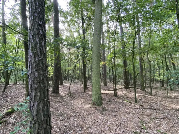 Prodej lesa, Ostřetín - Vysoká u Holic, 5528 m2