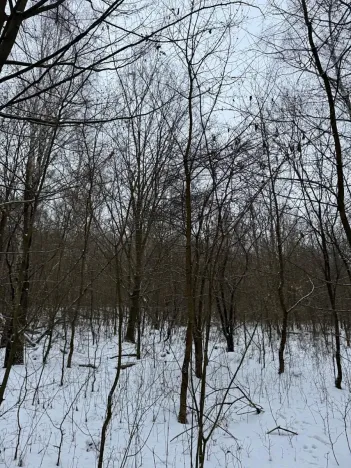 Prodej lesa, Kralupy nad Vltavou, 3462 m2